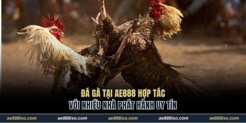 Đá gà tại AE888 hợp tác với nhiều nhà phát hành uy tín