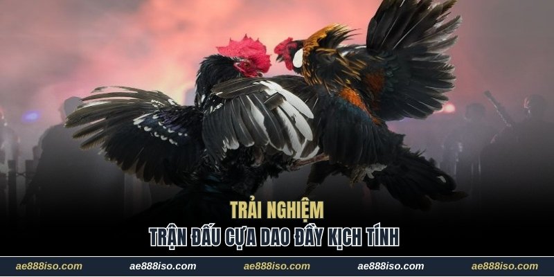 Trải nghiệm trận đấu cựa dao đầy kịch tính